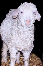 chevreau angora : sourire