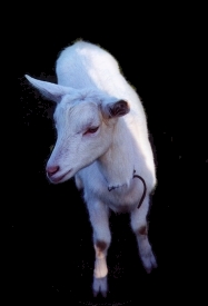 chvre laitire saneen : shtane